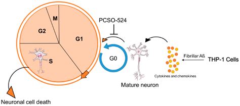 perna canaliculus pcso-524|Testing the Neuroprotective Properties of PCSO.